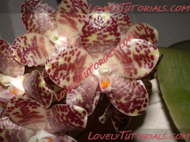 Название: Phalaenopsis gigantea2.jpg
Просмотров: 0

Размер: 59.8 Кб