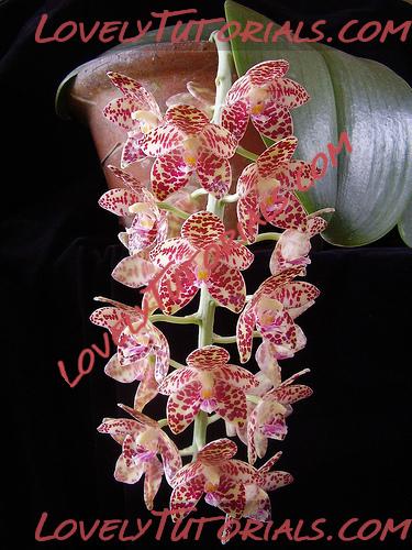 Название: Phalaenopsis gigantea3.jpg
Просмотров: 0

Размер: 126.7 Кб
