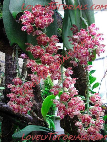 Название: Phalaenopsis gigantea4.jpg
Просмотров: 0

Размер: 71.0 Кб