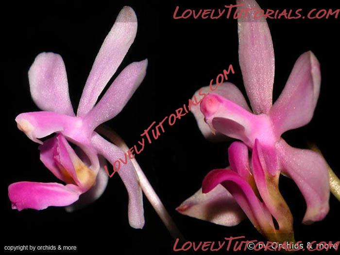 Название: Phalaenopsis hainanensis4.jpg
Просмотров: 0

Размер: 60.5 Кб