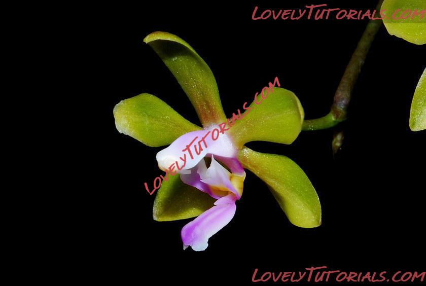 Название: Phalaenopsis hainanensis5.jpg
Просмотров: 0

Размер: 49.0 Кб