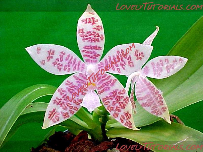 Название: Phalaenopsis hieroglyphica7.jpg
Просмотров: 0

Размер: 109.3 Кб
