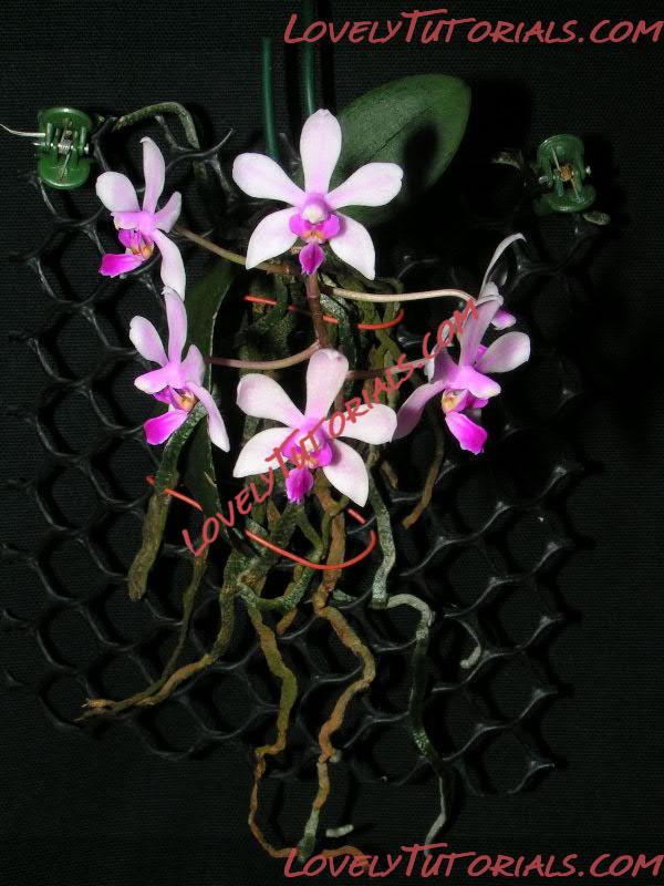 Название: Phalaenopsis honghenensis2.jpg
Просмотров: 0

Размер: 82.1 Кб