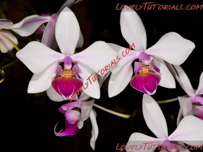 Название: Phalaenopsis intermedia.jpg
Просмотров: 0

Размер: 128.0 Кб