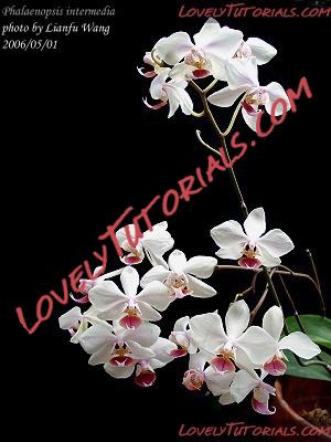 Название: Phalaenopsis intermedia4.jpg
Просмотров: 0

Размер: 51.9 Кб