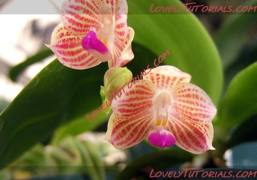 Название: Phalaenopsis javanica2.jpg
Просмотров: 0

Размер: 50.7 Кб