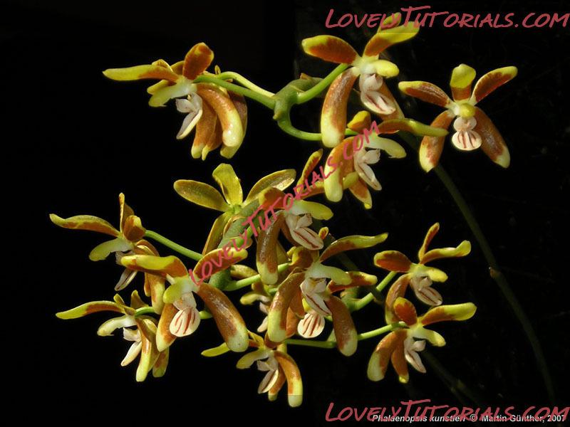 Название: Phalaenopsis kunstleri2.jpg
Просмотров: 0

Размер: 83.0 Кб