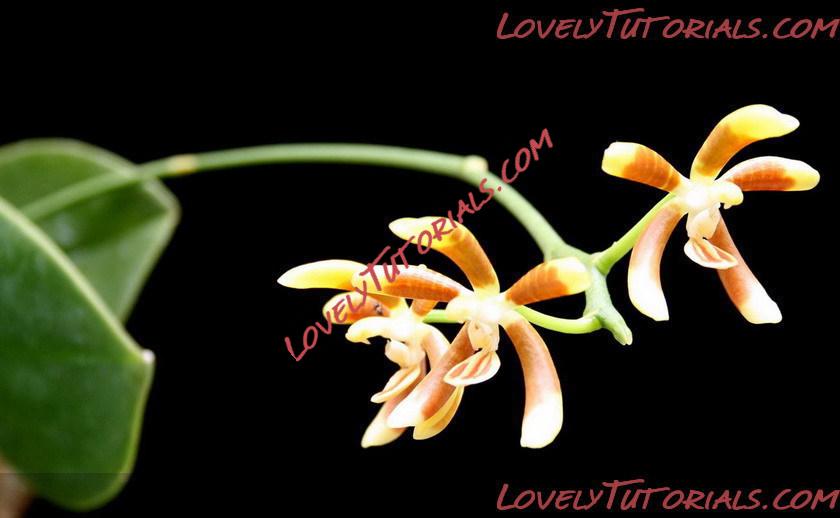 Название: Phalaenopsis kunstleri4.jpg
Просмотров: 0

Размер: 51.8 Кб