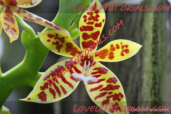 Название: Phalaenopsis lamelligera.jpg
Просмотров: 0

Размер: 64.9 Кб