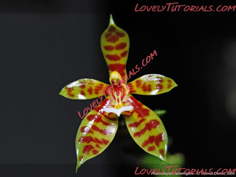 Название: Phalaenopsis lamelligera2.jpg
Просмотров: 0

Размер: 46.6 Кб