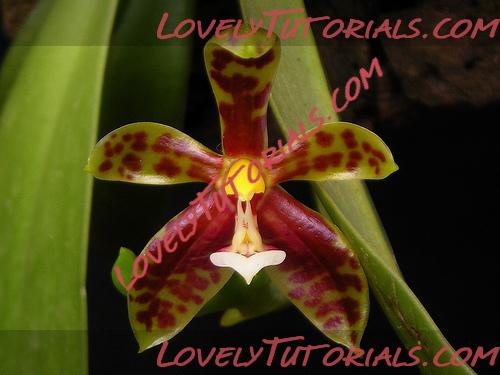 Название: Phalaenopsis lamelligera4.jpg
Просмотров: 0

Размер: 87.2 Кб