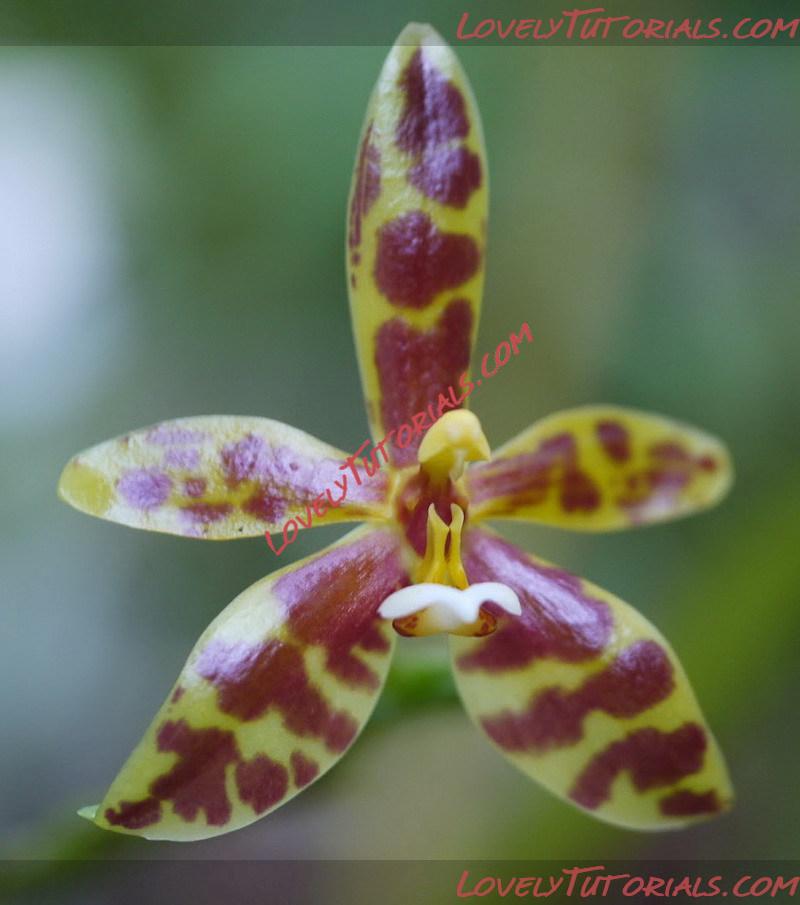 Название: Phalaenopsis lamelligera5.jpg
Просмотров: 0

Размер: 106.8 Кб