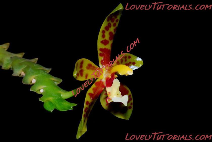 Название: Phalaenopsis lamelligera6.jpg
Просмотров: 0

Размер: 42.7 Кб