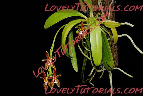 Название: Phalaenopsis lamelligera7.jpg
Просмотров: 0

Размер: 76.4 Кб