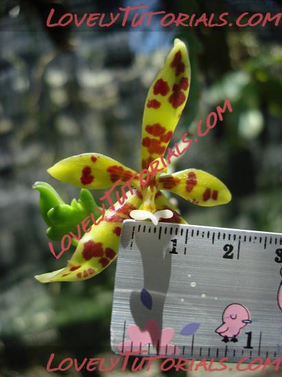 Название: Phalaenopsis lamelligera8.jpg
Просмотров: 0

Размер: 46.0 Кб