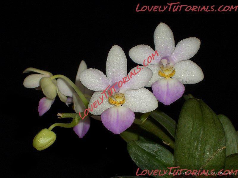 Название: Phalaenopsis lindenii.jpg
Просмотров: 0

Размер: 96.0 Кб