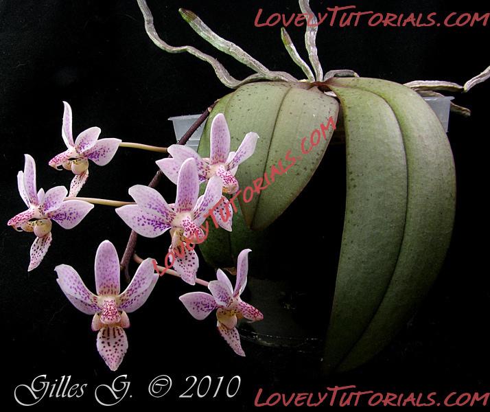 Название: Phalaenopsis lindenii5.jpg
Просмотров: 0

Размер: 239.0 Кб