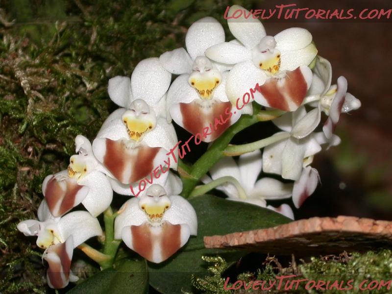 Название: Phalaenopsis lobbii.jpg
Просмотров: 0

Размер: 294.8 Кб