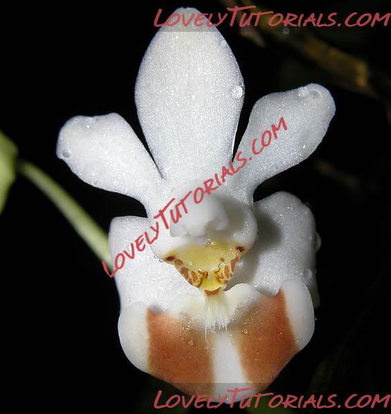 Название: Phalaenopsis lobbii3.jpg
Просмотров: 0

Размер: 55.3 Кб