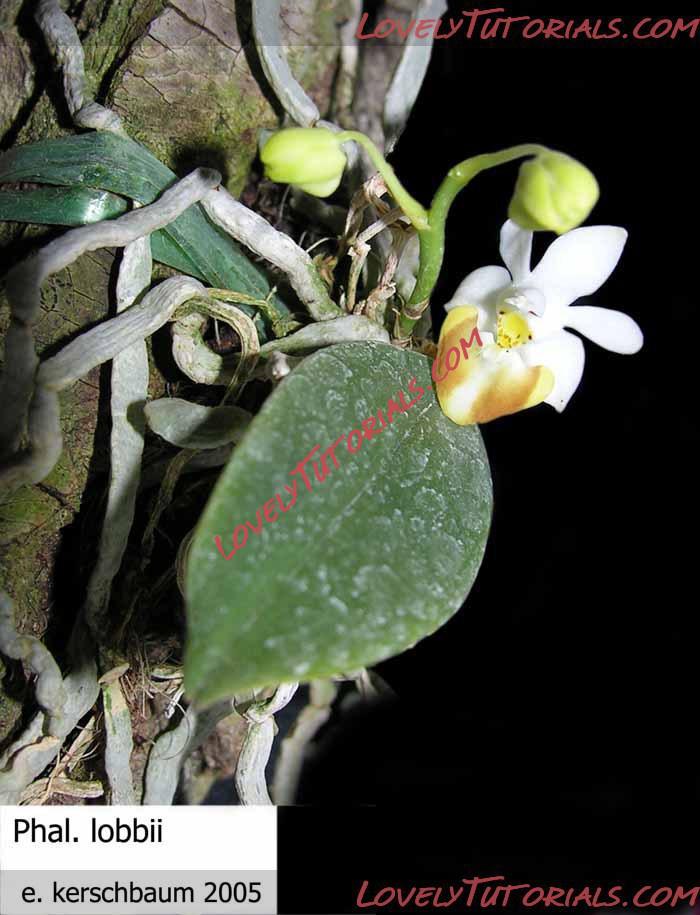 Название: Phalaenopsis lobbii4.jpg
Просмотров: 0

Размер: 76.9 Кб