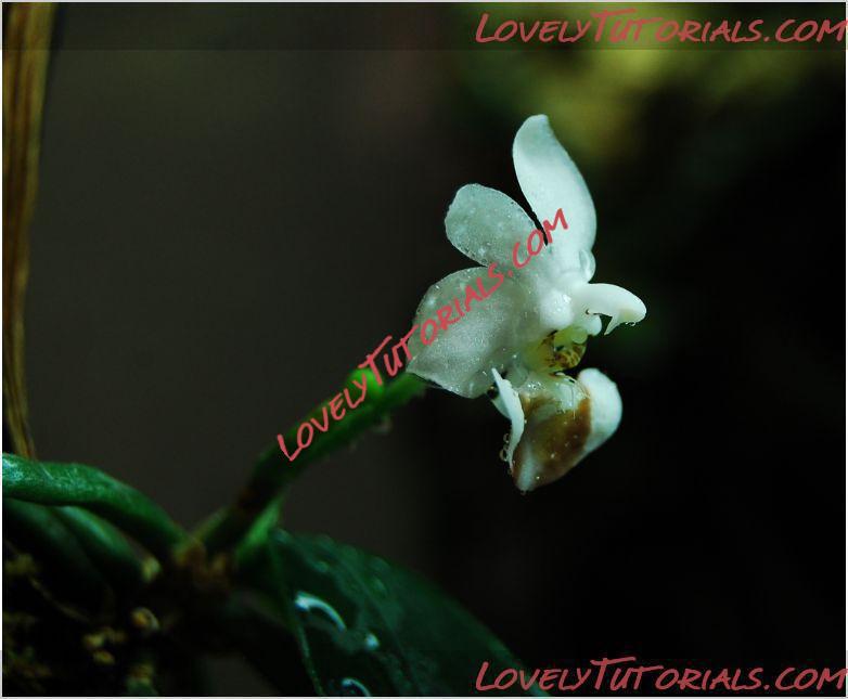 Название: Phalaenopsis lobbii5.JPG
Просмотров: 0

Размер: 41.1 Кб