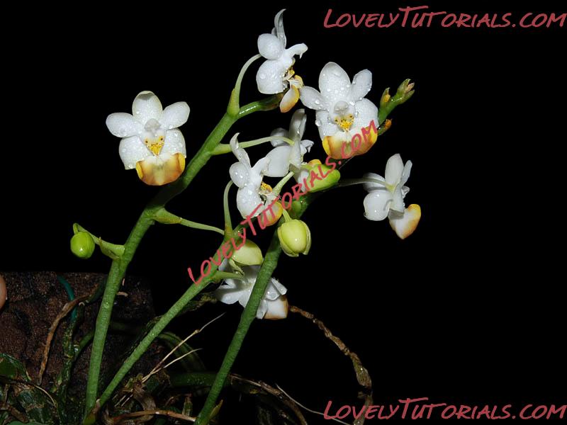 Название: Phalaenopsis lobbii6.jpg
Просмотров: 0

Размер: 167.9 Кб