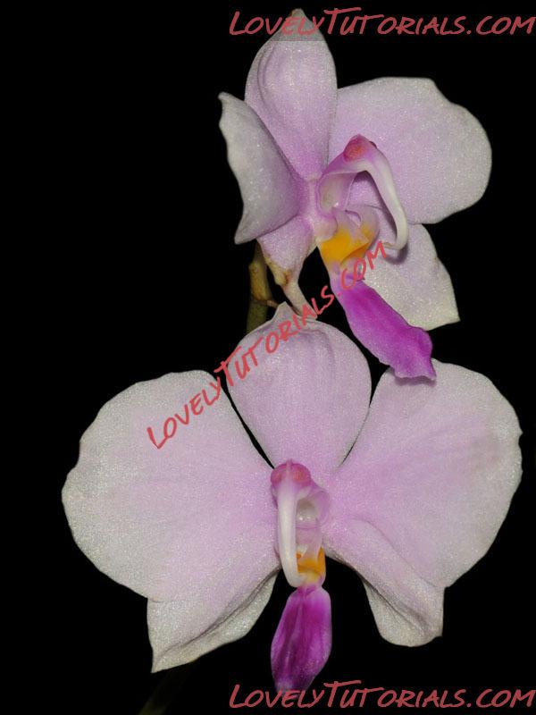 Название: Phalaenopsis lowii.jpg
Просмотров: 0

Размер: 84.4 Кб