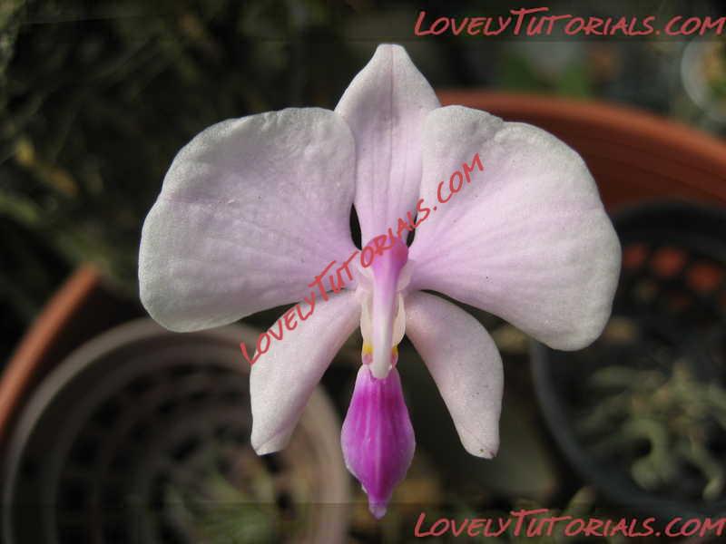 Название: Phalaenopsis lowii4.jpg
Просмотров: 0

Размер: 35.0 Кб