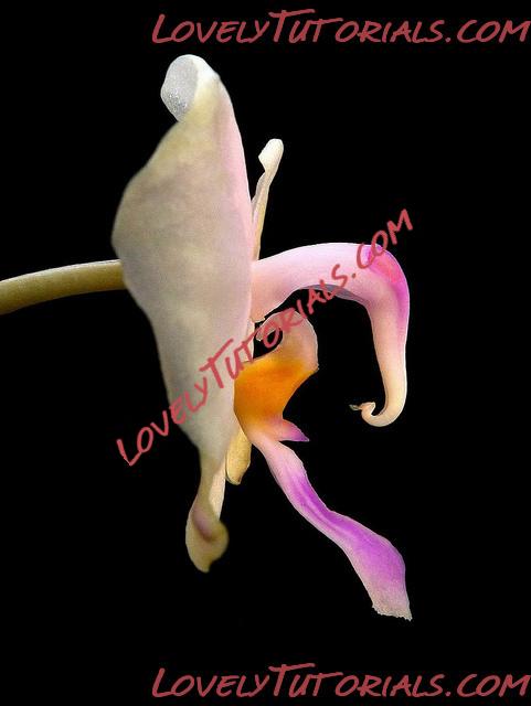 Название: Phalaenopsis lowii5.jpg
Просмотров: 0

Размер: 55.4 Кб