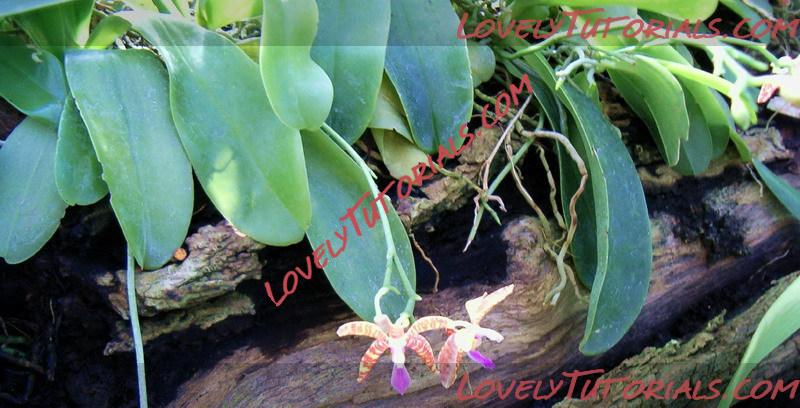 Название: Phalaenopsis lueddemanniana2.jpg
Просмотров: 0

Размер: 118.2 Кб