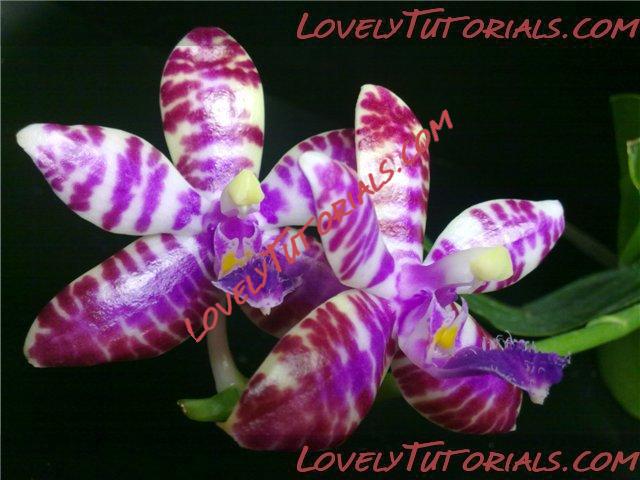 Название: Phalaenopsis lueddemanniana3.jpg
Просмотров: 0

Размер: 50.8 Кб