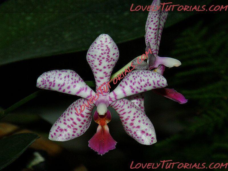 Название: Phalaenopsis lueddemanniana4.jpg
Просмотров: 0

Размер: 86.2 Кб