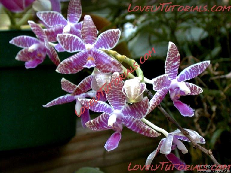 Название: Phalaenopsis lueddemanniana5.jpg
Просмотров: 0

Размер: 206.2 Кб