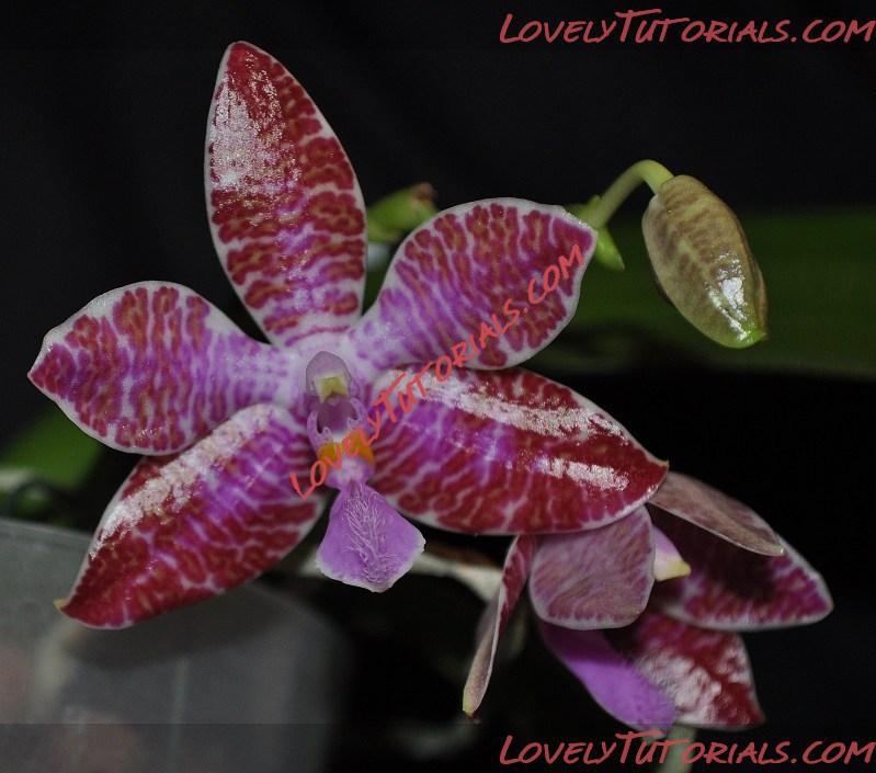 Название: Phalaenopsis lueddemanniana6.jpg
Просмотров: 0

Размер: 107.1 Кб