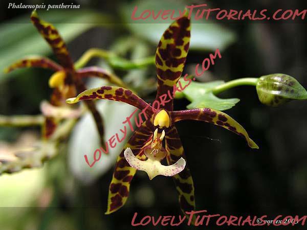 Название: Phalaenopsis luteola2.jpg
Просмотров: 0

Размер: 49.1 Кб
