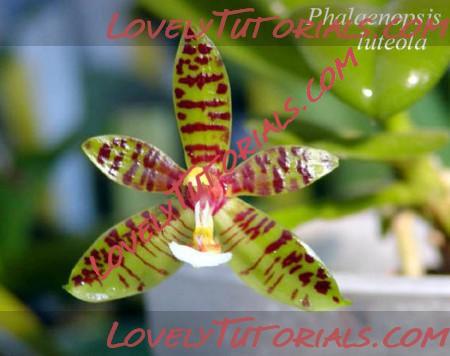 Название: Phalaenopsis luteola3.jpg
Просмотров: 0

Размер: 37.2 Кб