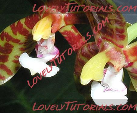 Название: Phalaenopsis luteola4.jpg
Просмотров: 0

Размер: 60.2 Кб