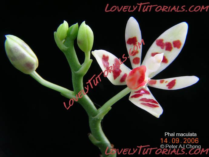 Название: Phalaenopsis maculata5.jpg
Просмотров: 0

Размер: 70.6 Кб