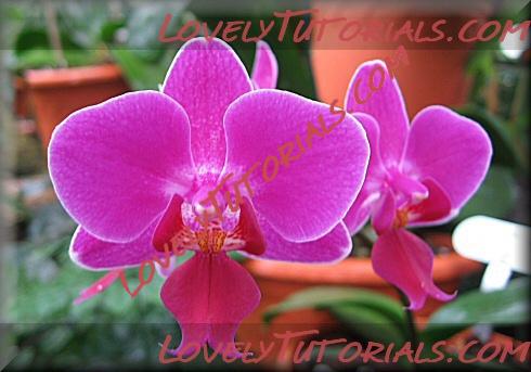 Название: Phalaenopsis Magic Moment2.jpg
Просмотров: 0

Размер: 70.5 Кб