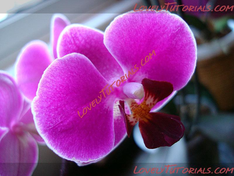 Название: Phalaenopsis Magic Moment3.jpg
Просмотров: 0

Размер: 84.6 Кб