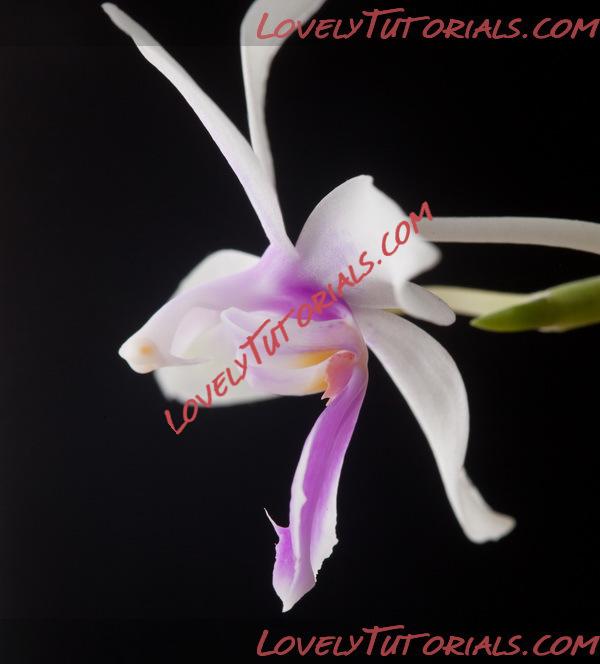 Название: Phalaenopsis Mahinhin5.jpg
Просмотров: 0

Размер: 72.9 Кб