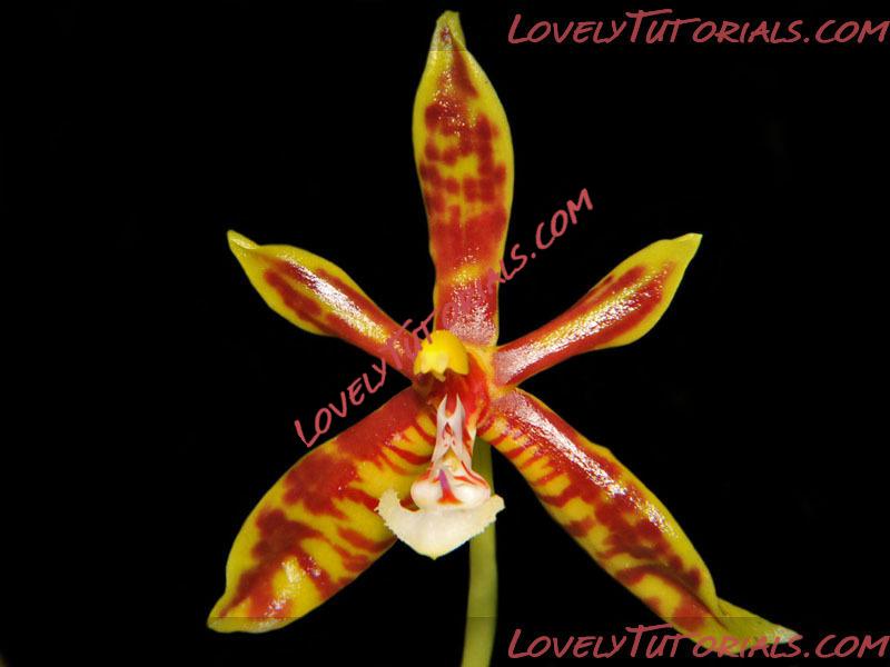 Название: Phalaenopsis mannii.jpg
Просмотров: 0

Размер: 86.8 Кб