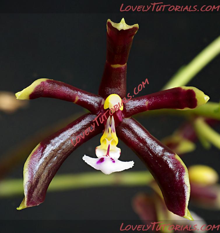 Название: Phalaenopsis mannii2.jpg
Просмотров: 0

Размер: 565.6 Кб