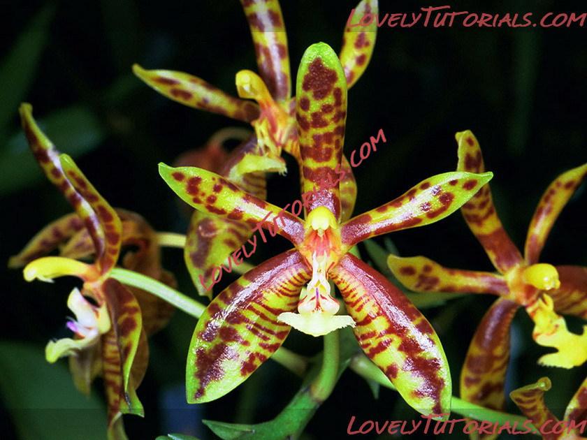 Название: Phalaenopsis mannii3.jpg
Просмотров: 0

Размер: 145.4 Кб