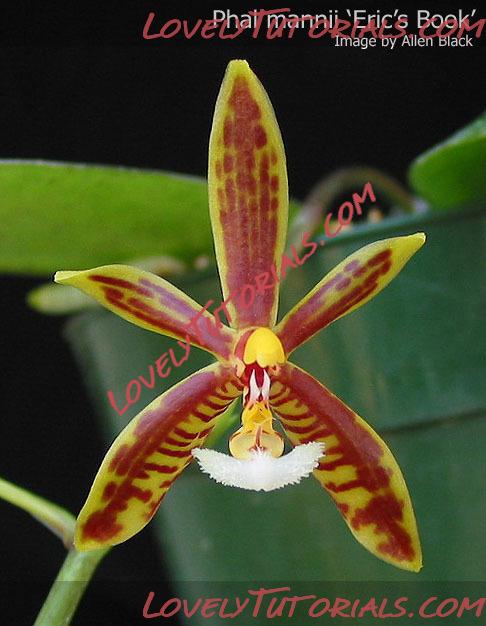 Название: Phalaenopsis mannii5.jpg
Просмотров: 0

Размер: 74.2 Кб