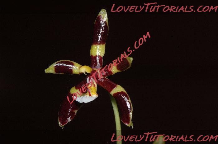 Название: Phalaenopsis mannii7.jpg
Просмотров: 0

Размер: 31.6 Кб