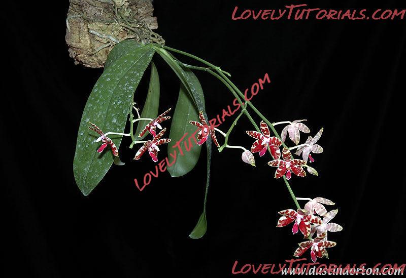 Название: Phalaenopsis mariae.jpg
Просмотров: 0

Размер: 65.8 Кб