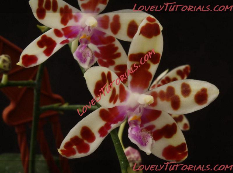 Название: Phalaenopsis mariae2.jpg
Просмотров: 0

Размер: 91.7 Кб