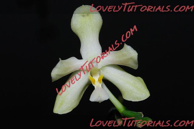 Название: Phalaenopsis micholitzii4.jpg
Просмотров: 0

Размер: 51.6 Кб