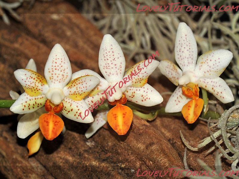 Название: Phalaenopsis Mini Mark.jpg
Просмотров: 0

Размер: 160.2 Кб
